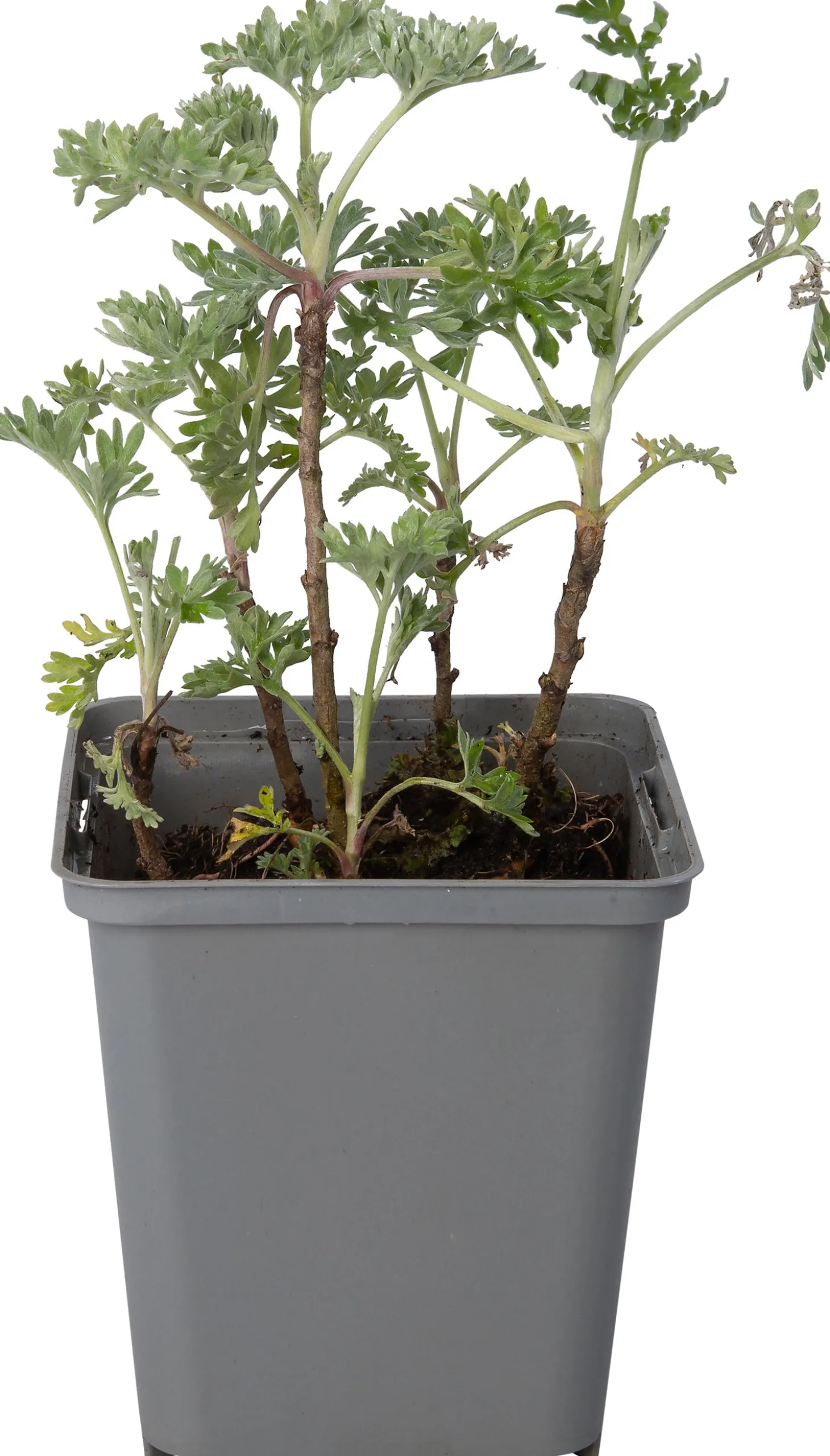 Absint (Artemisia absinthium) D 9 H 10 cm