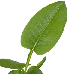 Adderwortel (Polygonum bistorta) D 9 H 20 cm