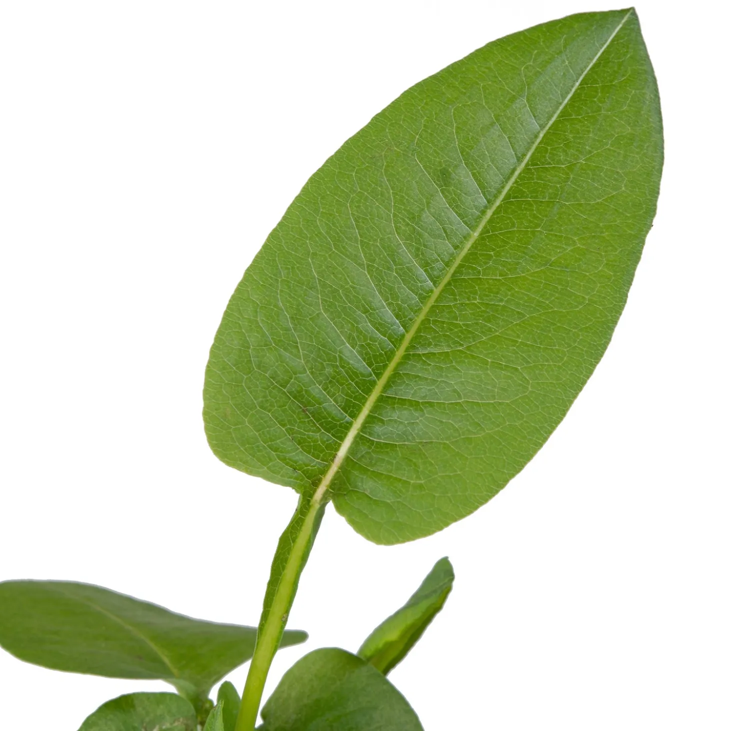 Adderwortel (Polygonum bistorta) D 9 H 20 cm
