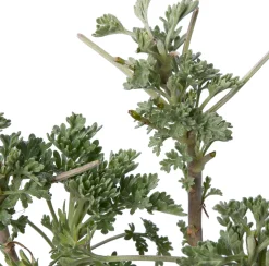 Alsem (Artemisia 'Powis Castle') D 9 H 10 cm