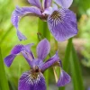 Amerikaanse Iris (Iris versicolor) D 18 H 30 cm