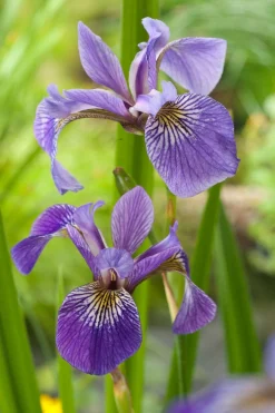 Amerikaanse Iris (Iris versicolor) D 18 H 30 cm