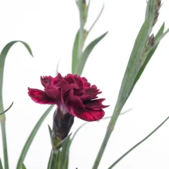 Anjer (Dianthus 'Odessa Red') D 11 H 20 cm