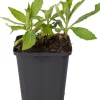 Aster (Aster ageratoides 'Ashvi') D 9 H 10 cm