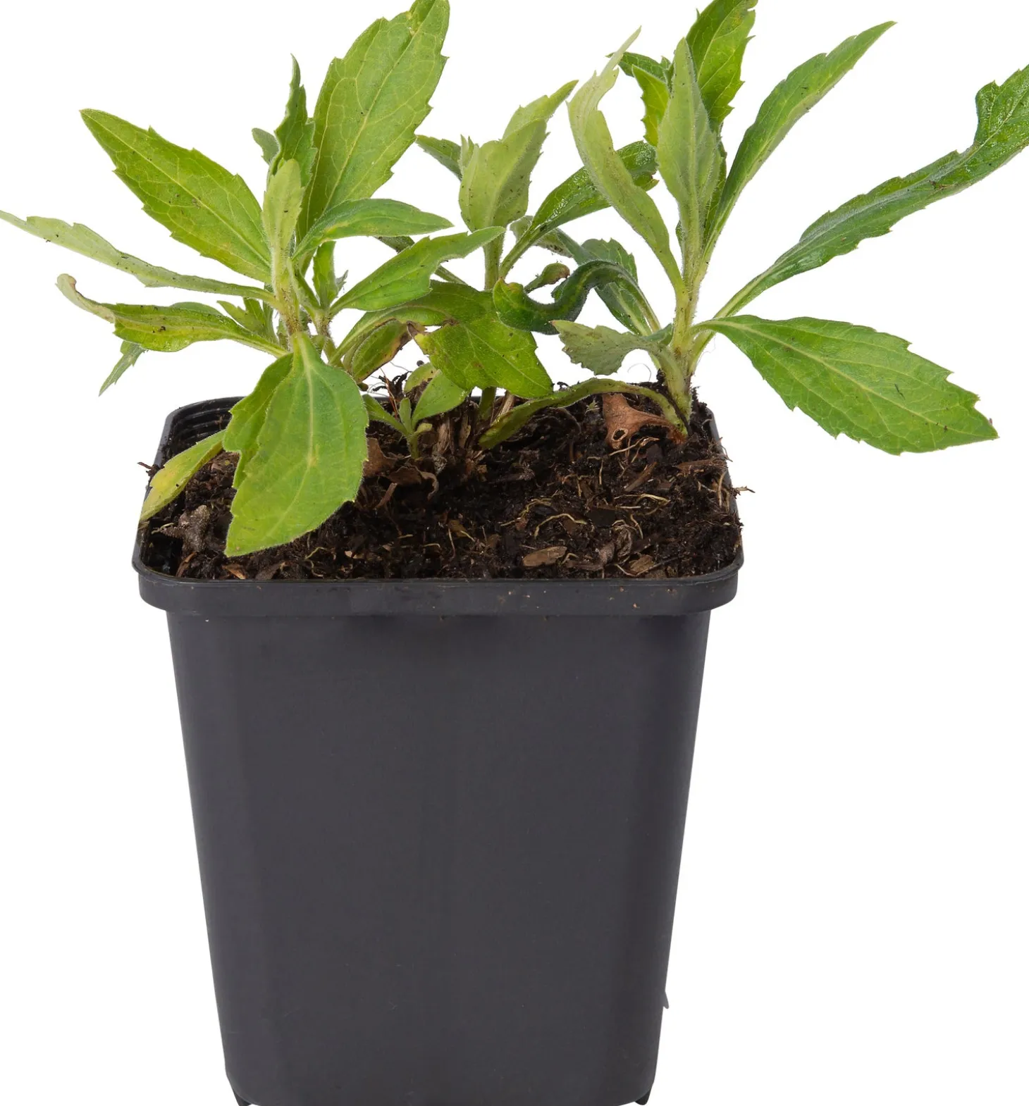 Aster (Aster ageratoides 'Ashvi') D 9 H 10 cm