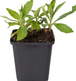 Aster (Aster ageratoides 'Stardust') D 9 H 10 cm