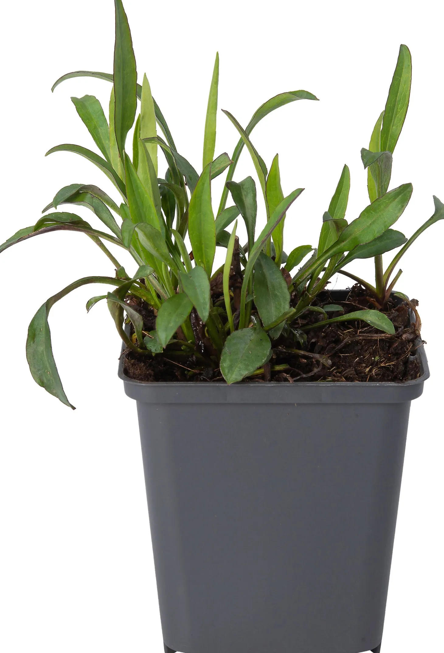 Aster (Aster 'Anneke') D 9 H 10 cm