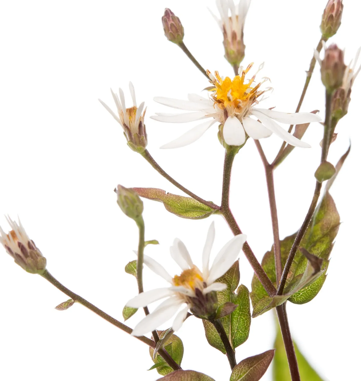 Aster (Aster divaricatus) D 11 H 10 cm