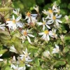 Aster (Aster divaricatus) D 9 H 10 cm
