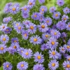 Aster (Aster divaricatus 'Prof. Anton Kippenberg') D 11 H 40 cm