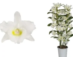 Bamboe orchidee (Dendrobium nobile 'Apollon') 2 tak, D 12 H 50 cm