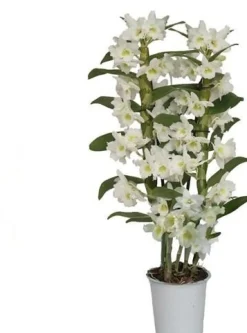 Bamboe orchidee (Dendrobium nobile 'Apollon') 2 tak, D 12 H 50 cm