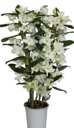 Bamboe orchidee (Dendrobium nobile 'Star Class Apollon') D 12 H 40 cm