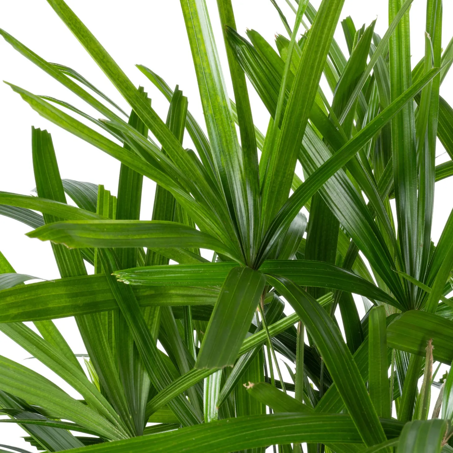 Bamboepalm (Rhapis excelsa) D 30 H 140 cm