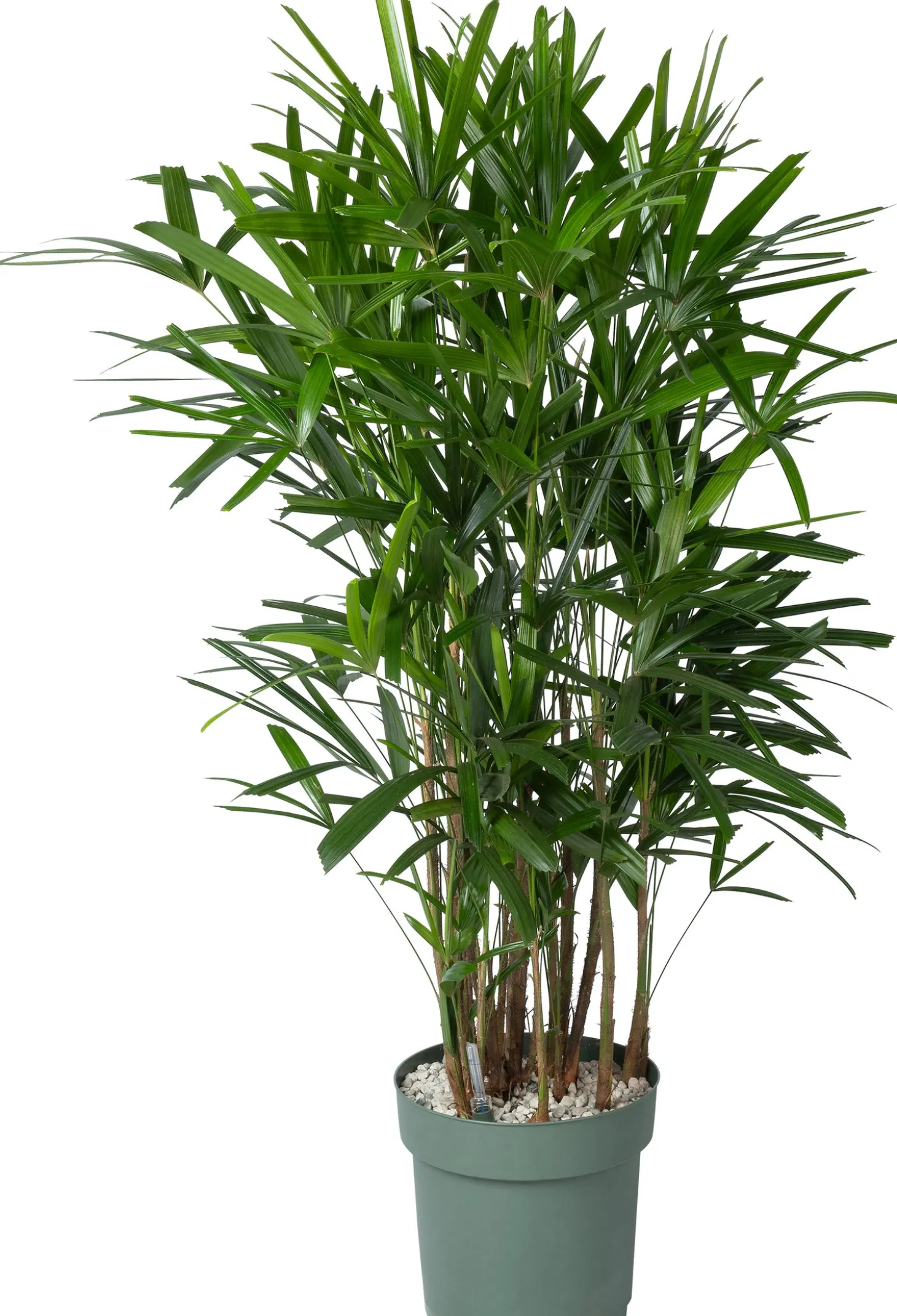 Bamboepalm (Rhapis excelsa) D 30 H 140 cm