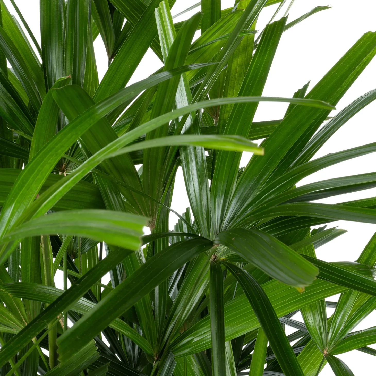 Bamboepalm (Rhapis excelsa) D 30 H 140 cm