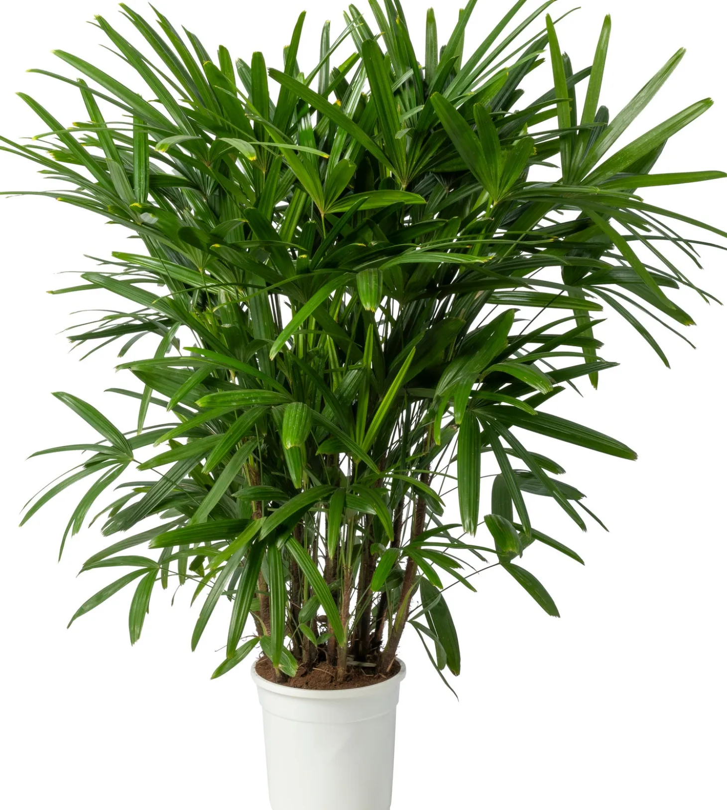 Bamboepalm (Rhapsis excelsa) D 24 H 130 cm