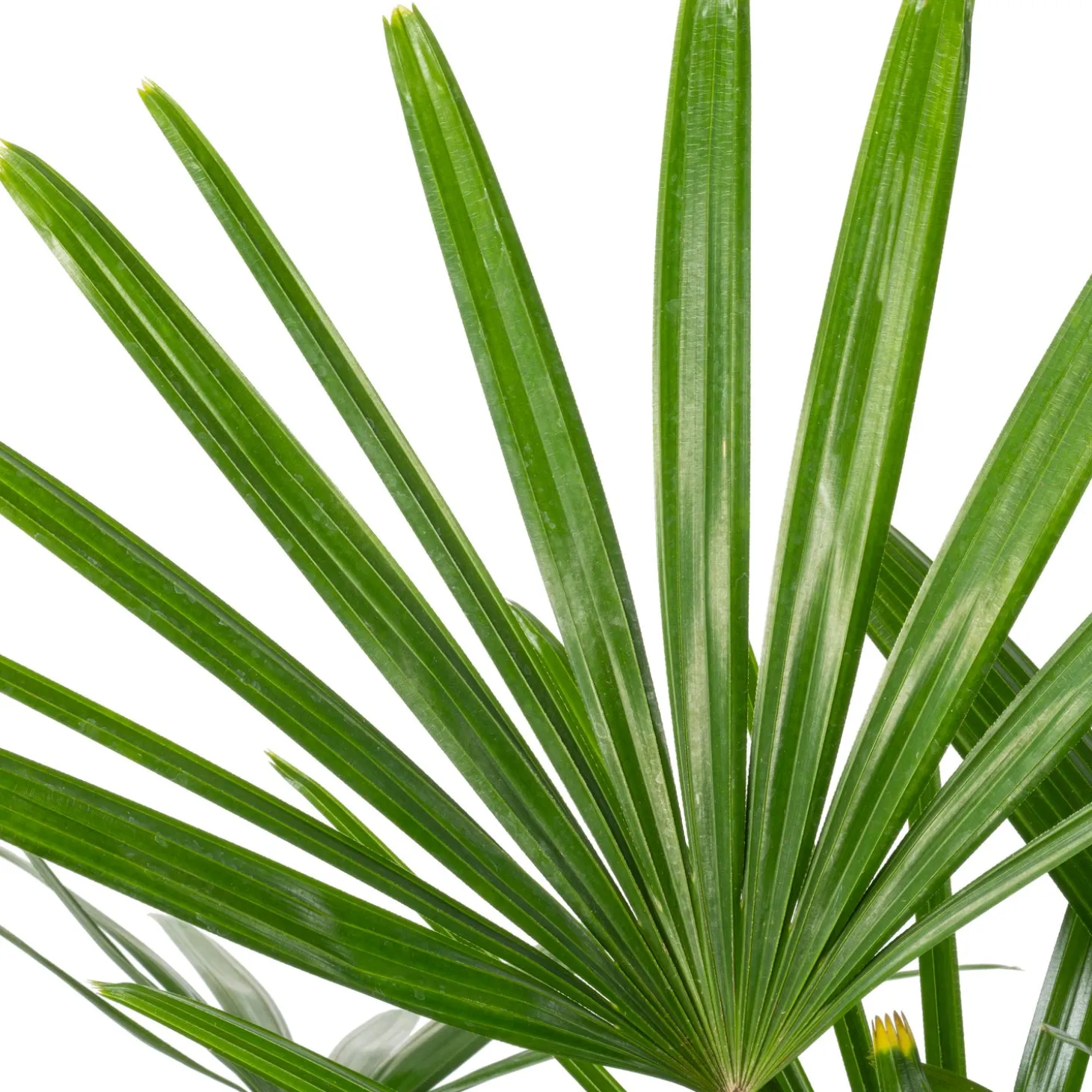 Bamboepalm (Rhapsis excelsa) D 24 H 130 cm