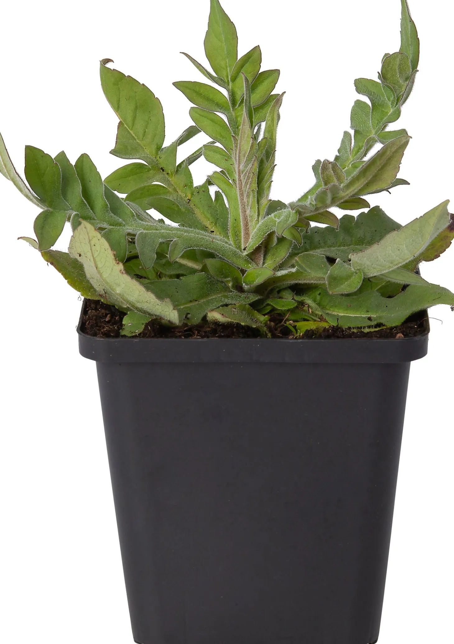 Beemdkroon (Knautia macedonica 'Mars Midget') D 9 H 10 cm