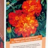 Buzzy groenbemester Afrikaantjes (Tagetes) 50gr