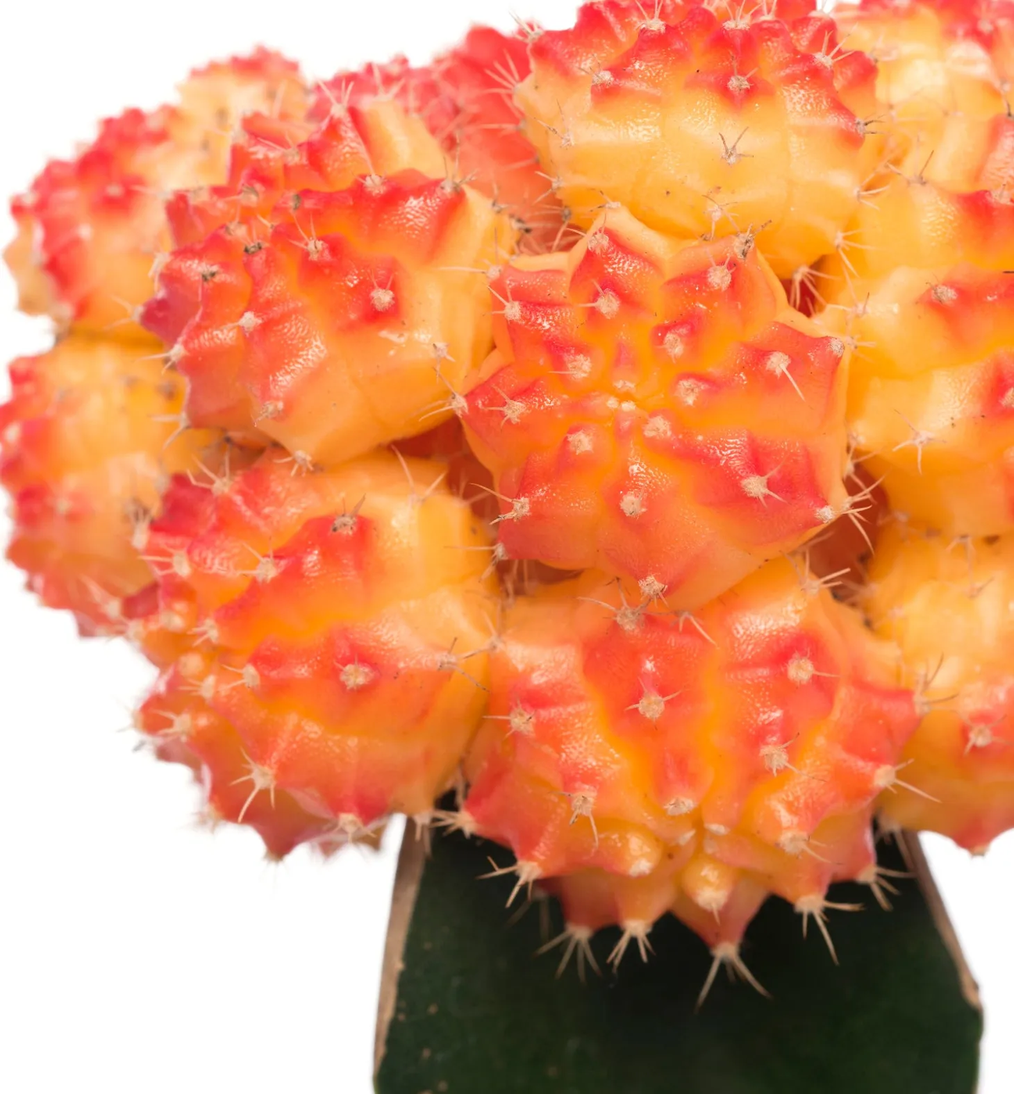Cactus geënt (Cactus) D 8,5 H 16 cm