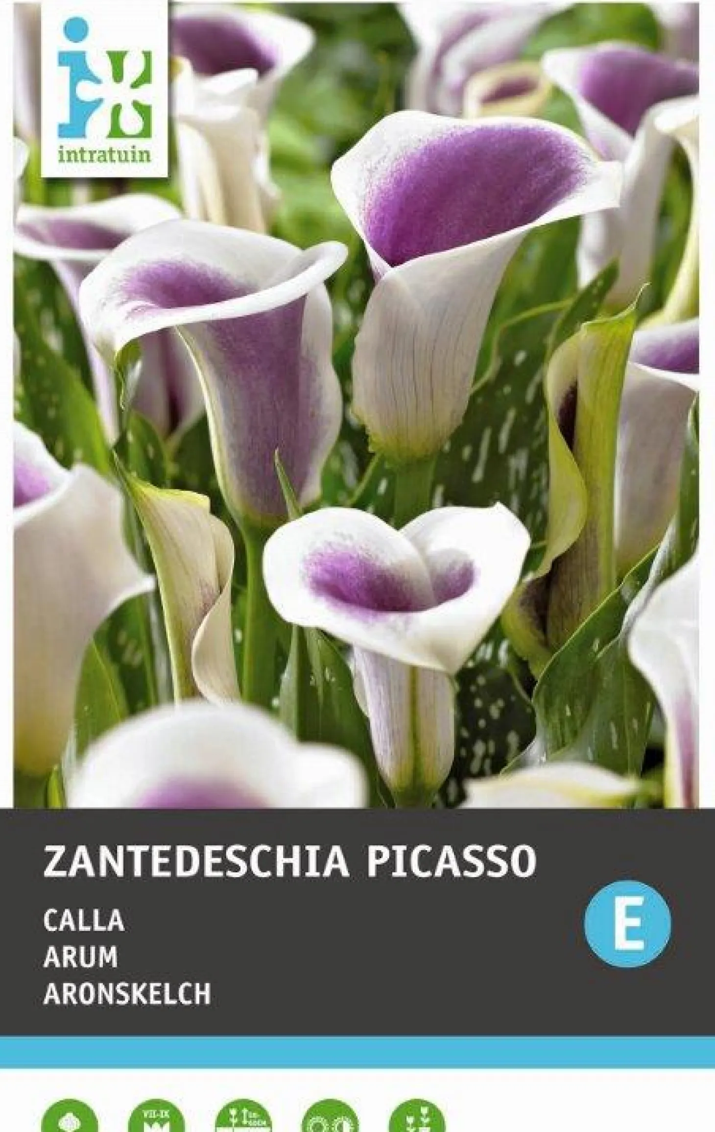Calla (Zantedeschia 'Picasso') 2 stuks