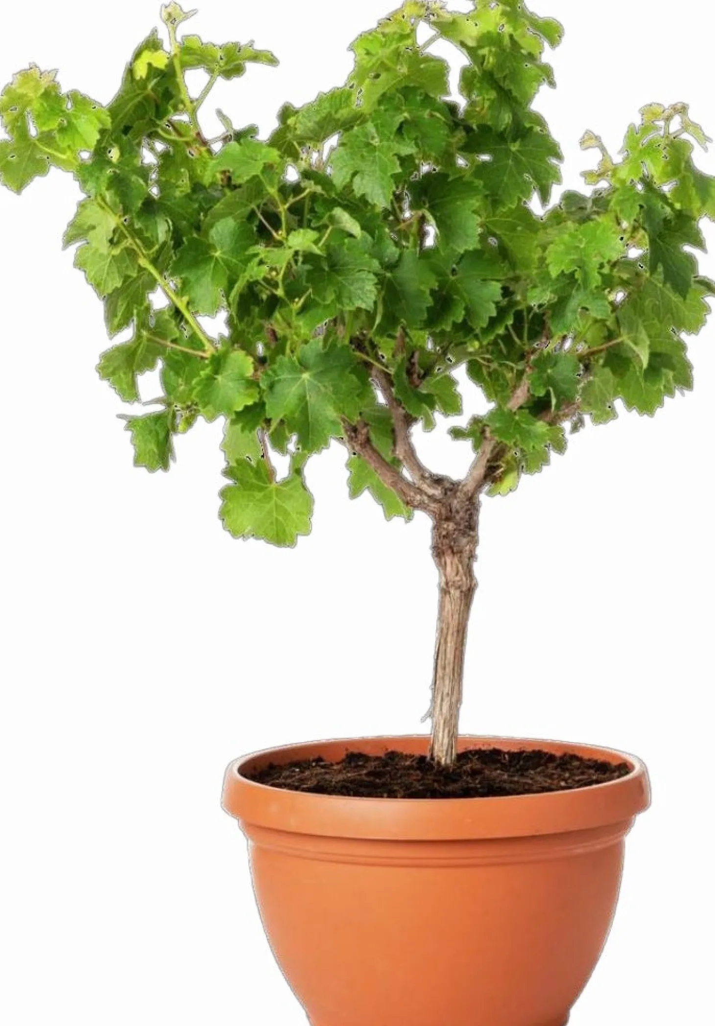 Druif (Vitis vinifera) D 25 H 60 cm