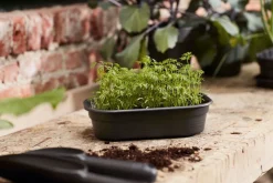 Elho Green Basics kweektray schotel S living black