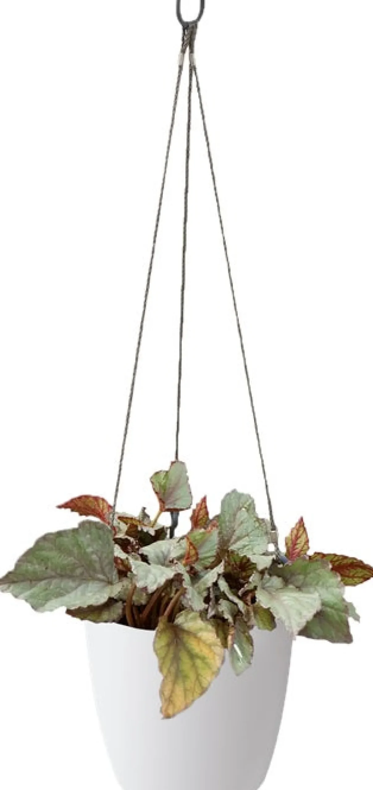 Elho hangpot Brussels wit D 21,5 H 18 cm