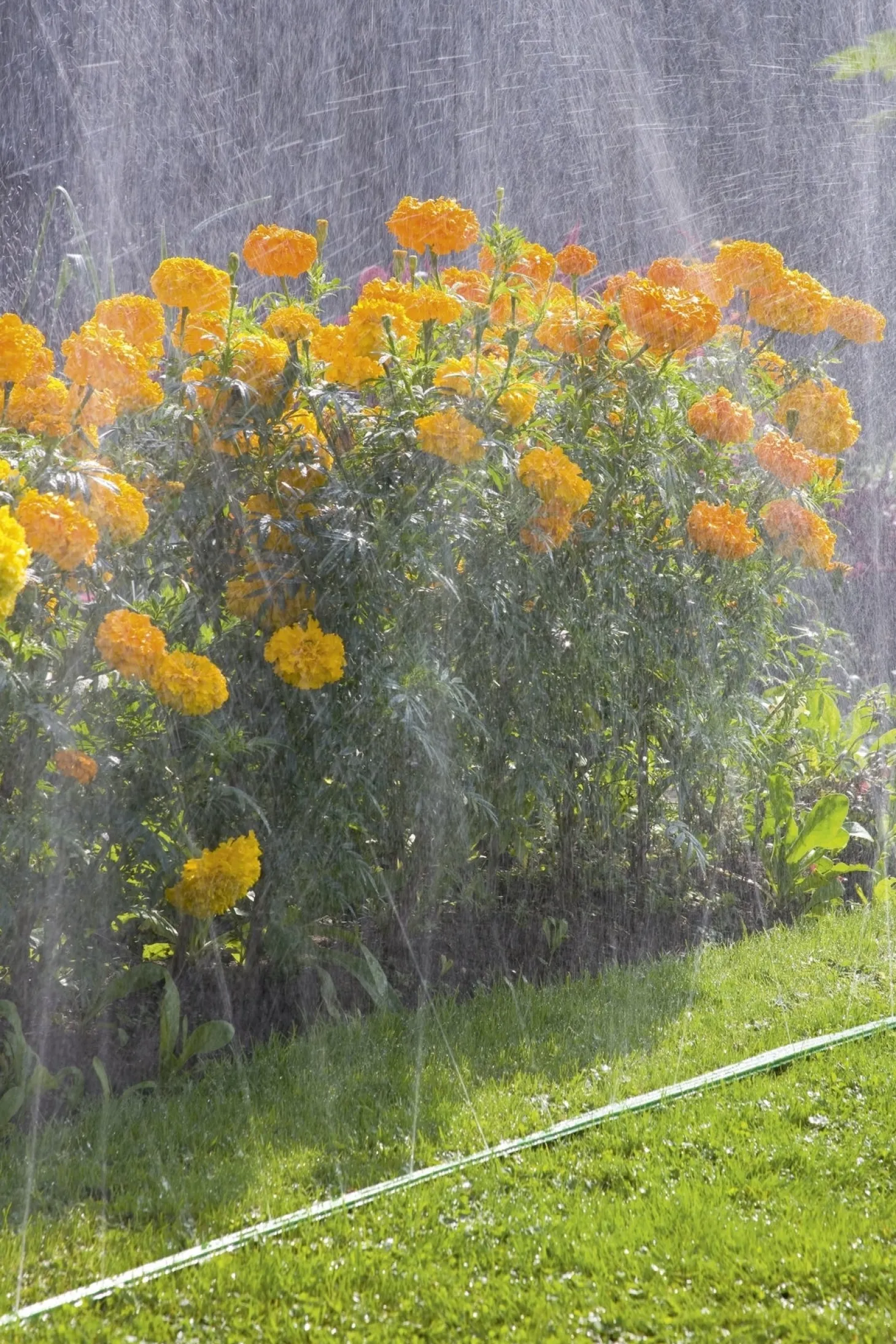 Gardena sproeierslang 15m