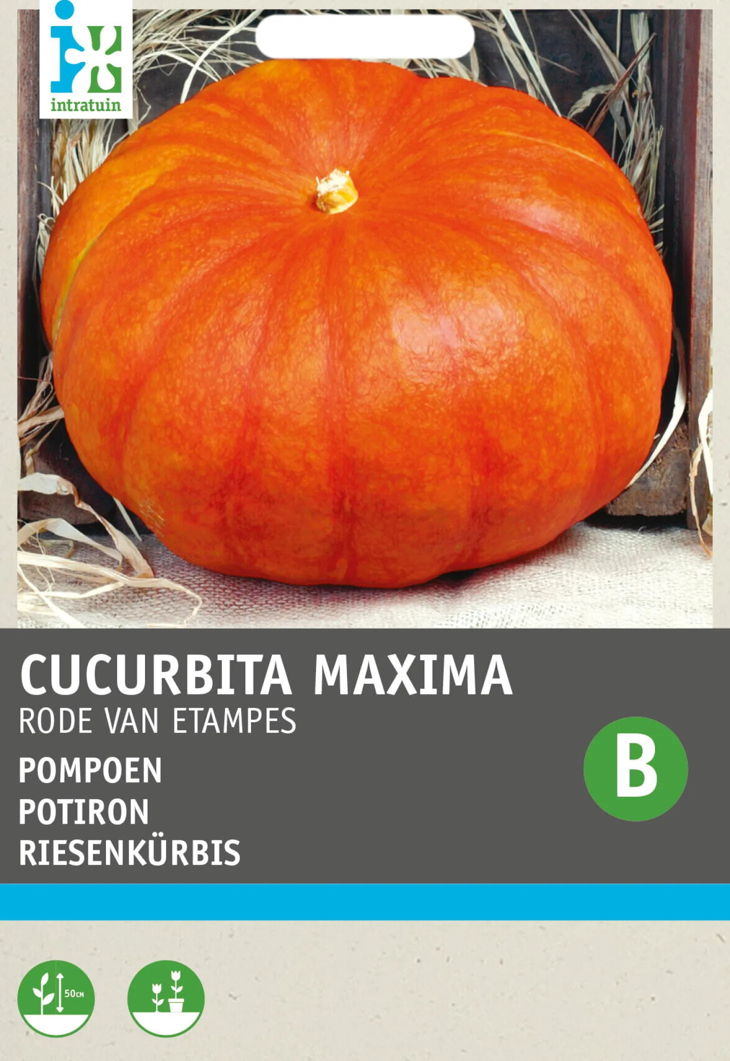 Intratuin groentezaad Pompoen (Cucurbita maxima 'Rode van Etampes')