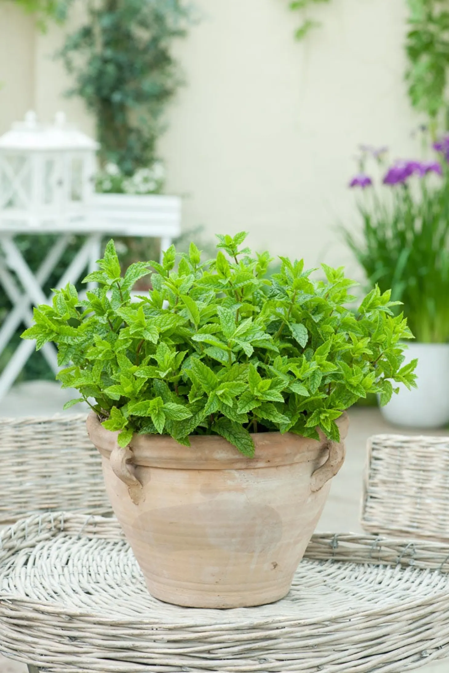Marokkaanse' Munt (Mentha Spicata 'Moroccan')