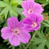 Ooievaarsbek (Geranium 'Tiny Monster') D 11 H 10 cm