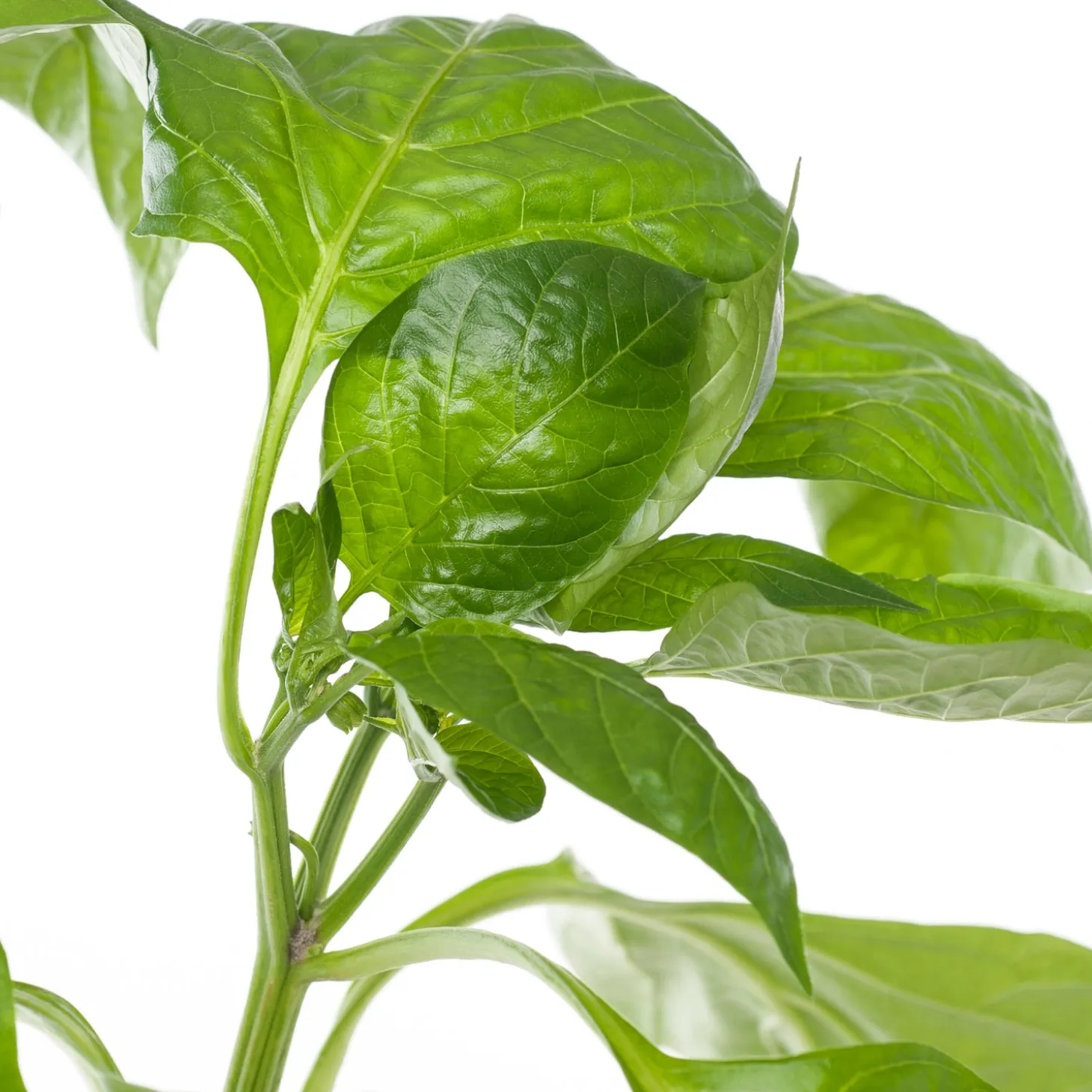 Paprika Geel (Capsicum annuum)