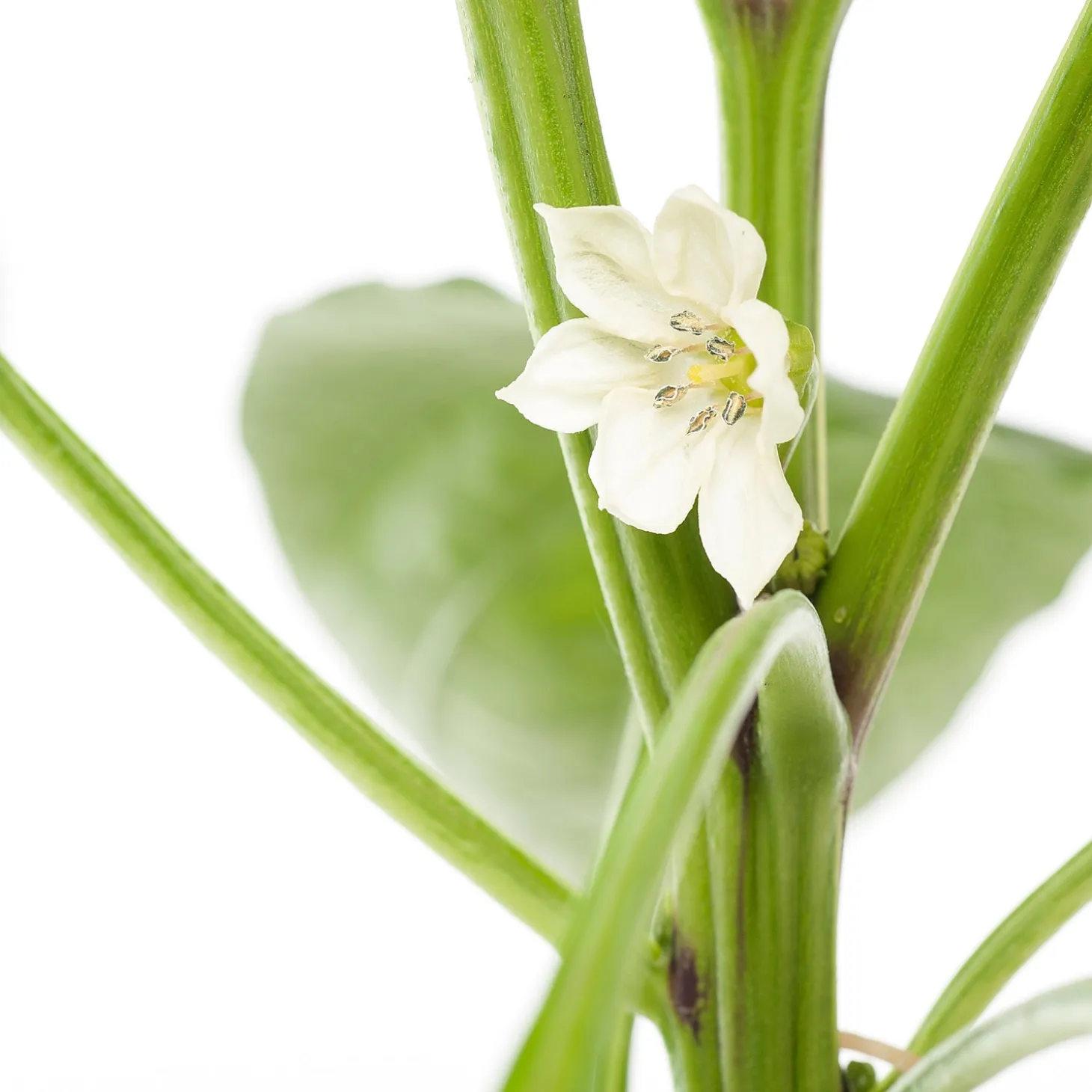 Paprika Rood (Capsicum annuum)