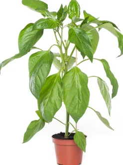 Paprika Rood (Capsicum annuum)