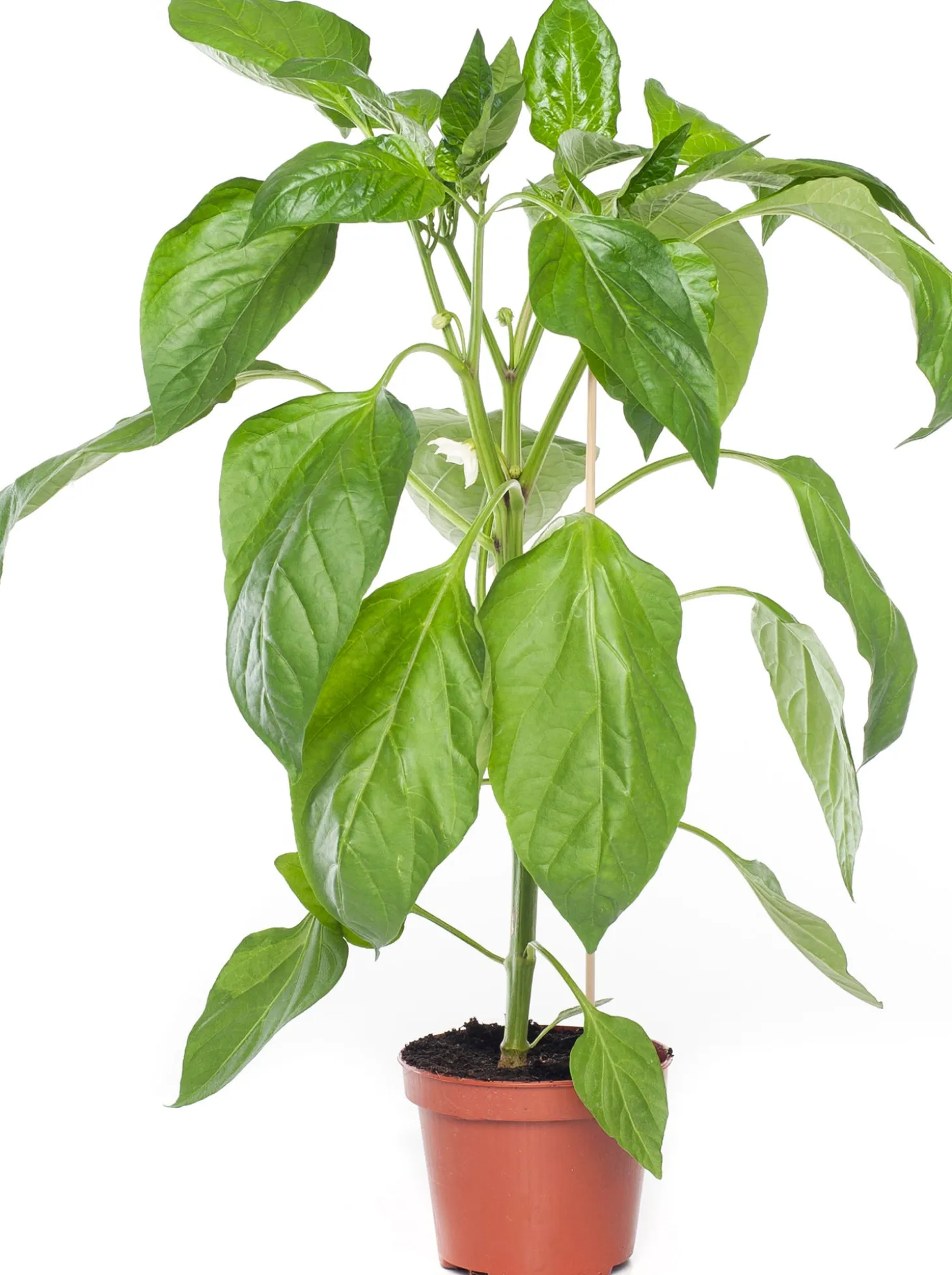 Paprika Rood (Capsicum annuum)