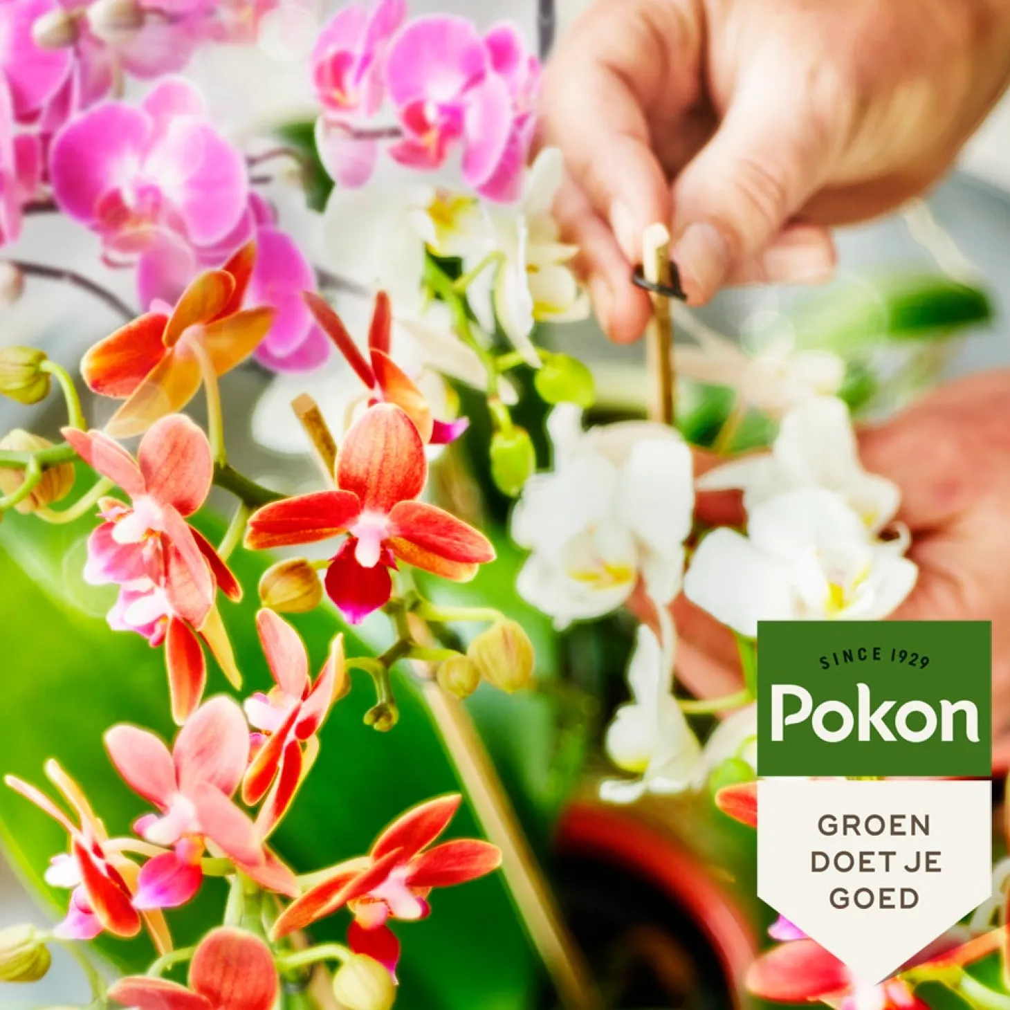 Pokon bio orchidee voeding 250 ml