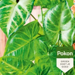 Pokon bladglans 600 ml