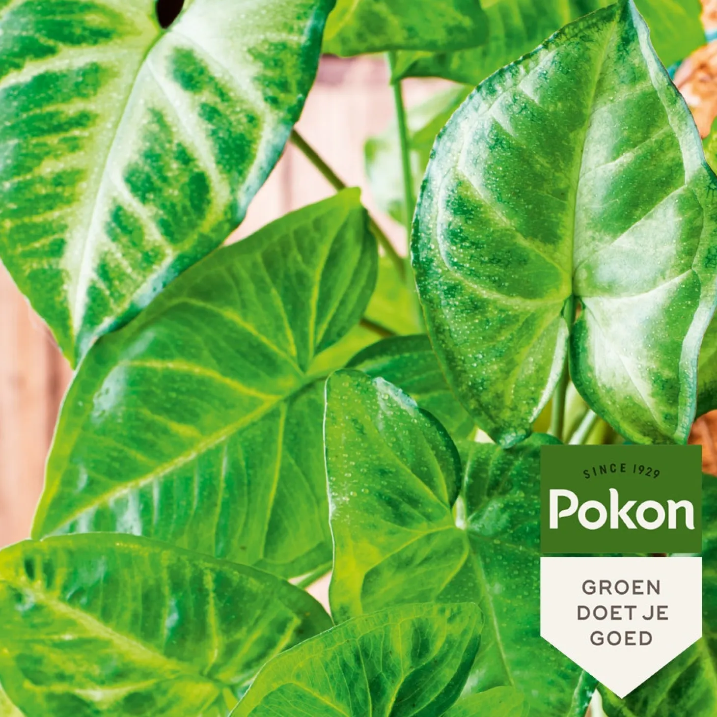 Pokon bladglans 250 ml