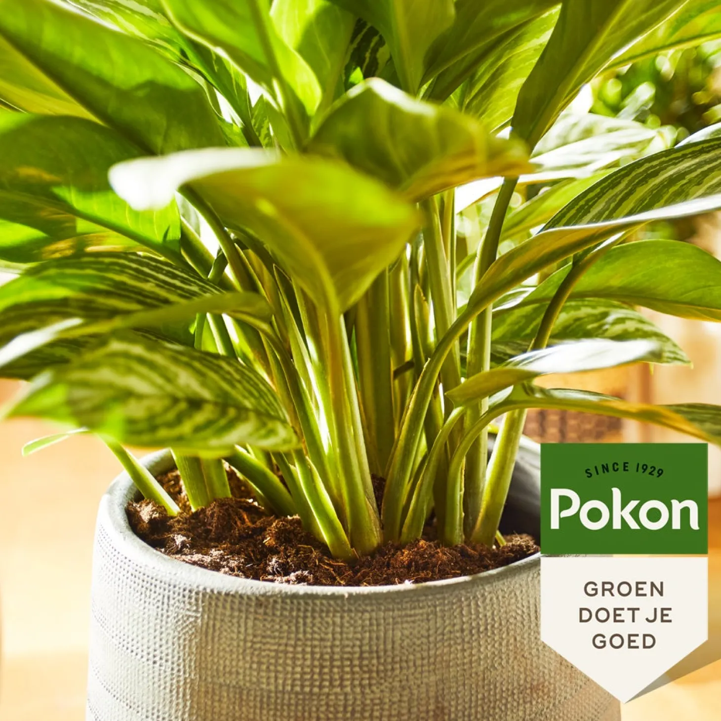 Pokon powerspray kamerplanten 300 ml