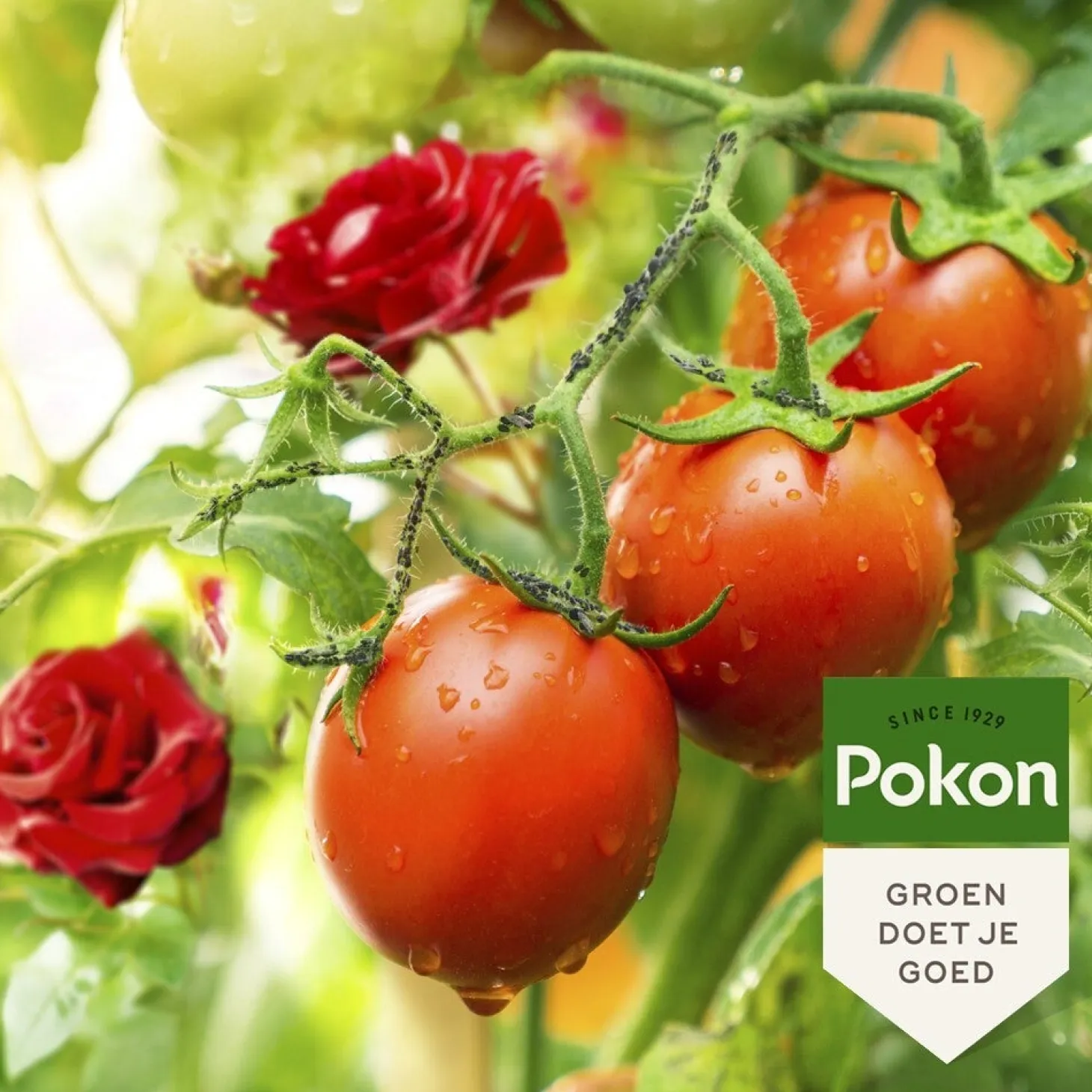 Pokon Tegen Insecten spray 800 ml
