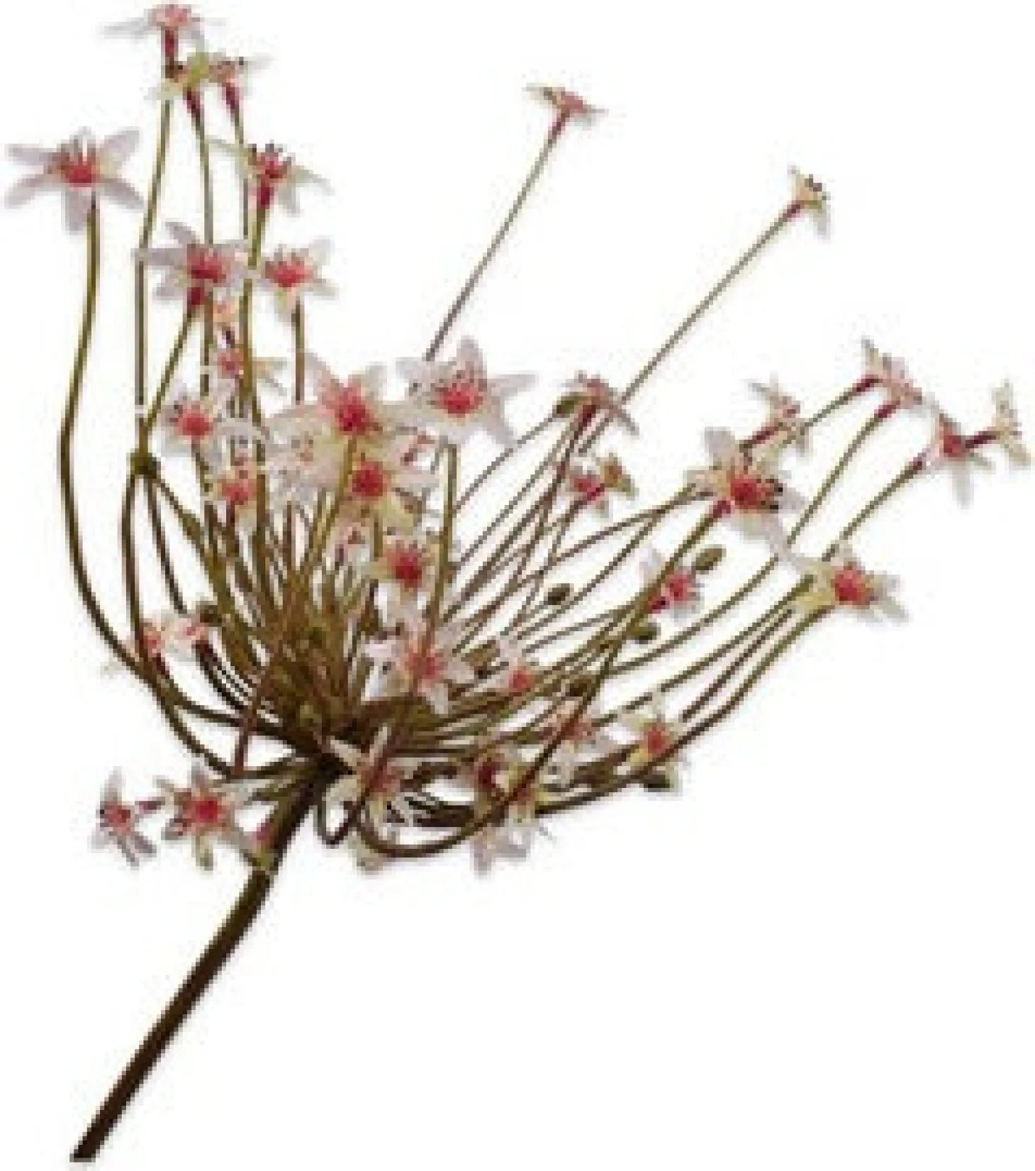Silk-ka kunstbloem Sierui wit 84 cm