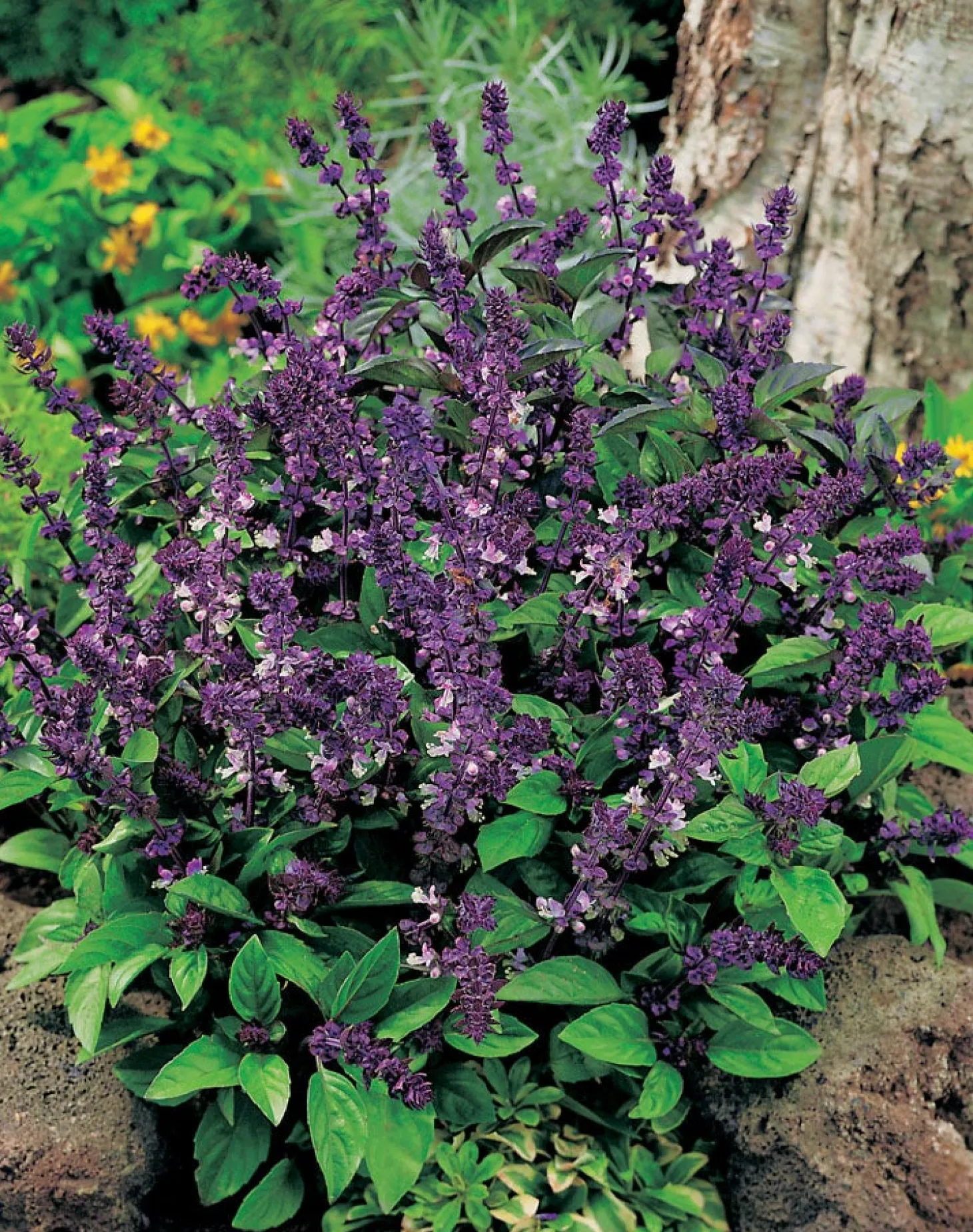 Thaise Basilicum (Ocimum basilicum)