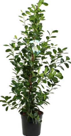 Vijgenboom (Ficus microcapra 'Moclame') D 27 H 140 cm