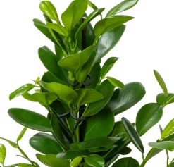 Vijgenboom (Ficus microcarpa 'Moclame') D 24 H 135 cm