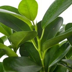 Vijgenboom (Ficus microcarpa 'Moclame') D 17 H 60 cm