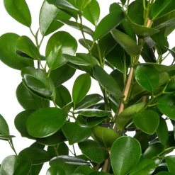 Vijgenboom (Ficus microcarpa 'Moclame') op rek D 24 H 90 cm