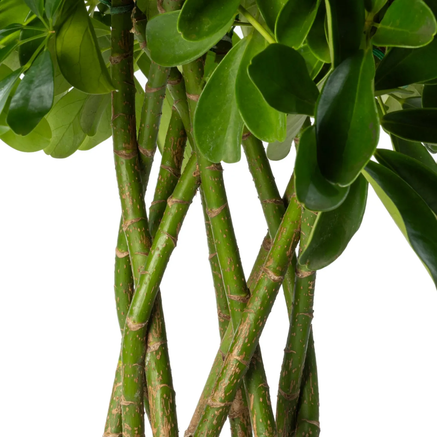 Vingersboom (Schefflera arboricola 'Compacta') D 24 H 100 cm