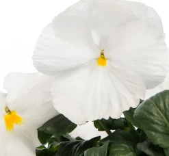 Viooltje (Viola F1) sixpack wit D 9 H 10 cm